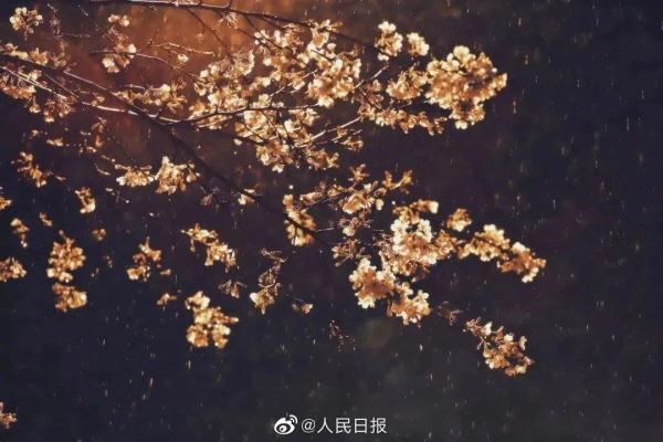 春雨中的武大夜樱，有没有惊艳到你？