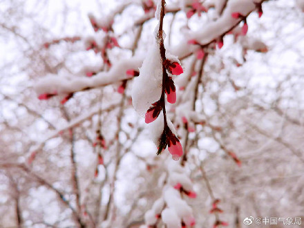 新疆伊犁春雪伴春花 别样春景浪漫了整个春天！