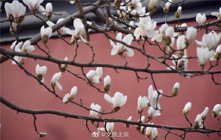 长安街红墙玉兰迎来最佳观赏期