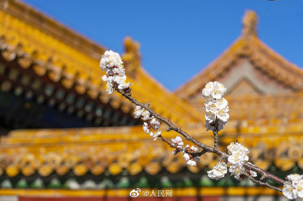 美！当白色杏花遇上故宫金色琉璃瓦