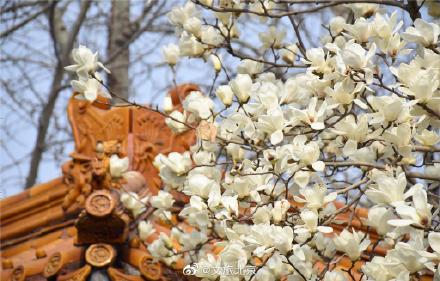 长安街红墙玉兰迎来最佳观赏期