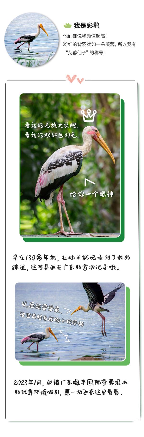 “鸟届顶流”“鸟中鼻祖”……今天，它们都来了