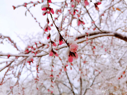 新疆伊犁春雪伴春花 别样春景浪漫了整个春天！
