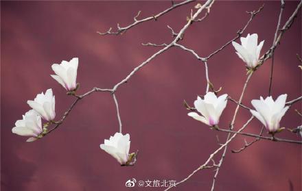 长安街红墙玉兰迎来最佳观赏期