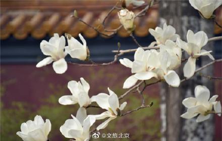 长安街红墙玉兰迎来最佳观赏期