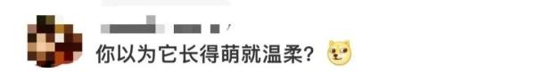 男子翻护栏进入大熊猫园？园方回应