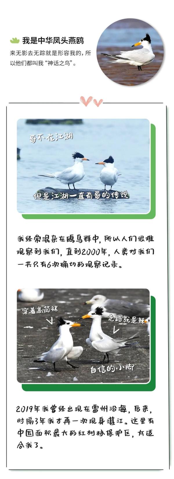 “鸟届顶流”“鸟中鼻祖”……今天，它们都来了