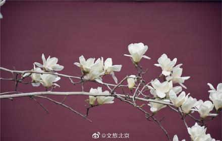 长安街红墙玉兰迎来最佳观赏期