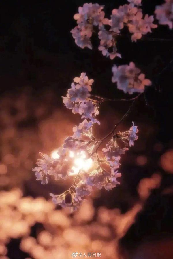 春雨中的武大夜樱，有没有惊艳到你？