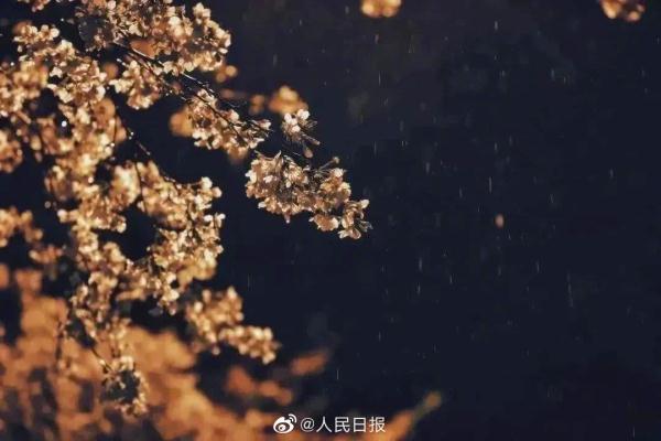 春雨中的武大夜樱，有没有惊艳到你？
