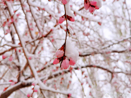 新疆伊犁春雪伴春花 别样春景浪漫了整个春天！