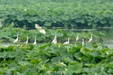 翠湖国家城市湿地公园4月起恢复开放