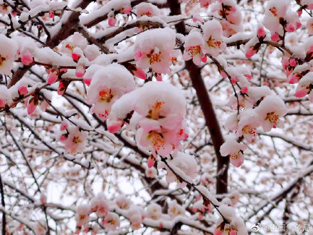 新疆伊犁春雪伴春花 别样春景浪漫了整个春天！