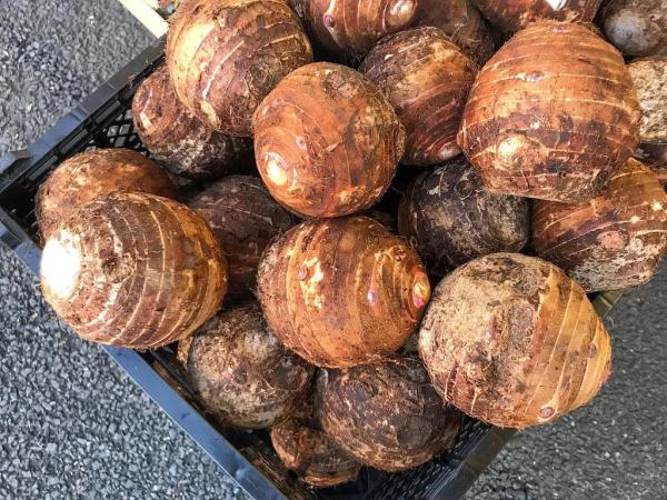 红薯、土豆靠边站，它才是真正的“地下宝物”！