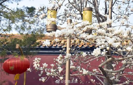 长安街红墙玉兰迎来最佳观赏期