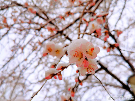 新疆伊犁春雪伴春花 别样春景浪漫了整个春天！