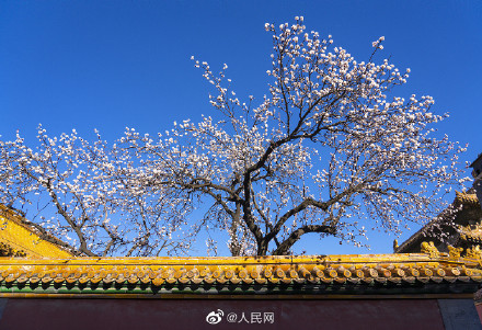 美！当白色杏花遇上故宫金色琉璃瓦