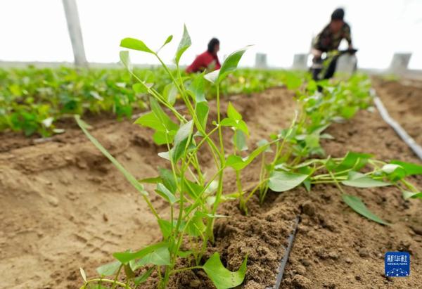 河北卢龙：甘薯秧苗繁育忙