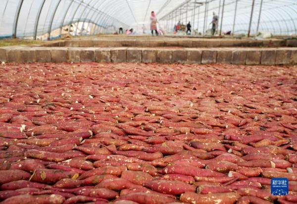 河北卢龙：甘薯秧苗繁育忙