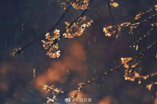 春雨中的武大夜樱，有没有惊艳到你？