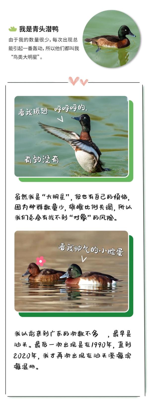 “鸟届顶流”“鸟中鼻祖”……今天，它们都来了