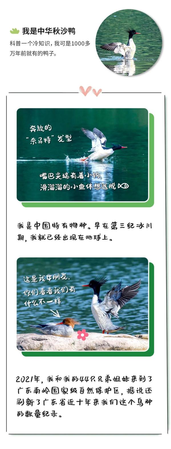 “鸟届顶流”“鸟中鼻祖”……今天，它们都来了