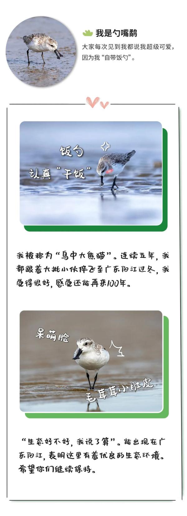 “鸟届顶流”“鸟中鼻祖”……今天，它们都来了