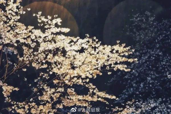 春雨中的武大夜樱，有没有惊艳到你？