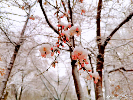 新疆伊犁春雪伴春花 别样春景浪漫了整个春天！
