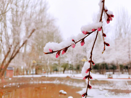 新疆伊犁春雪伴春花 别样春景浪漫了整个春天！