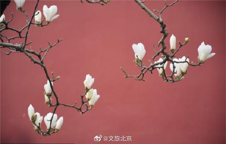 长安街红墙玉兰迎来最佳观赏期