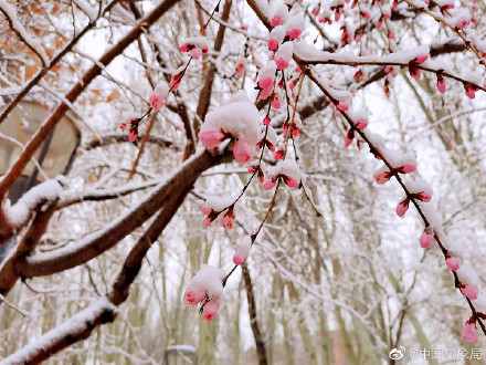 新疆伊犁春雪伴春花 别样春景浪漫了整个春天！