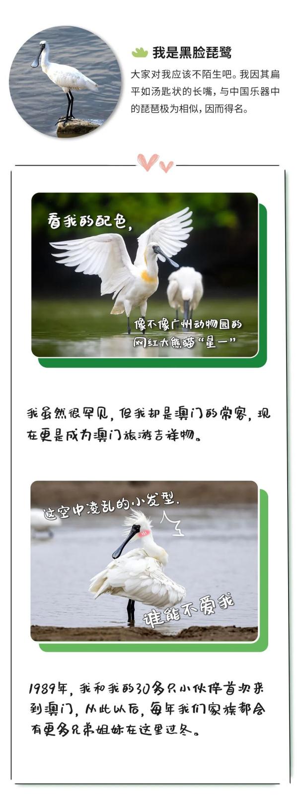 “鸟届顶流”“鸟中鼻祖”……今天，它们都来了