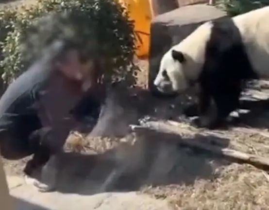 动物园免费开放，一男子突然翻护栏进入大熊猫园……
