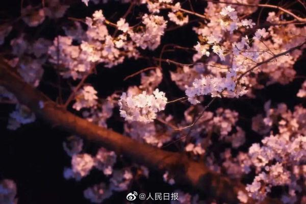 春雨中的武大夜樱，有没有惊艳到你？