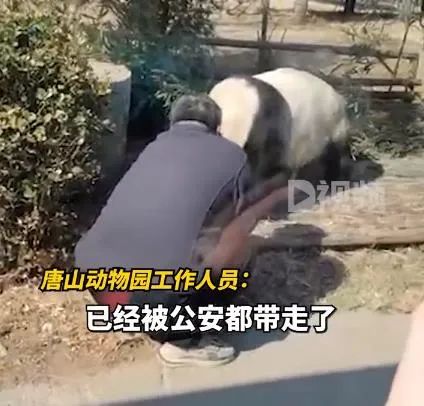动物园免费开放，一男子突然翻护栏进入大熊猫园……