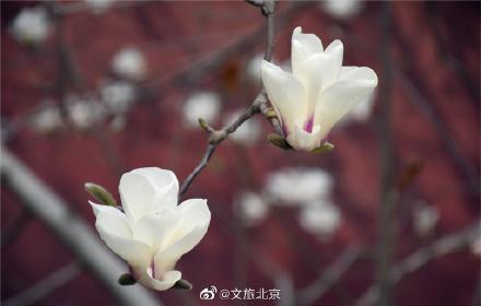 长安街红墙玉兰迎来最佳观赏期