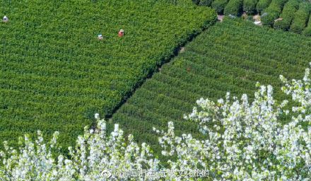茶山上那棵孤独的梨树，快要“走红”了