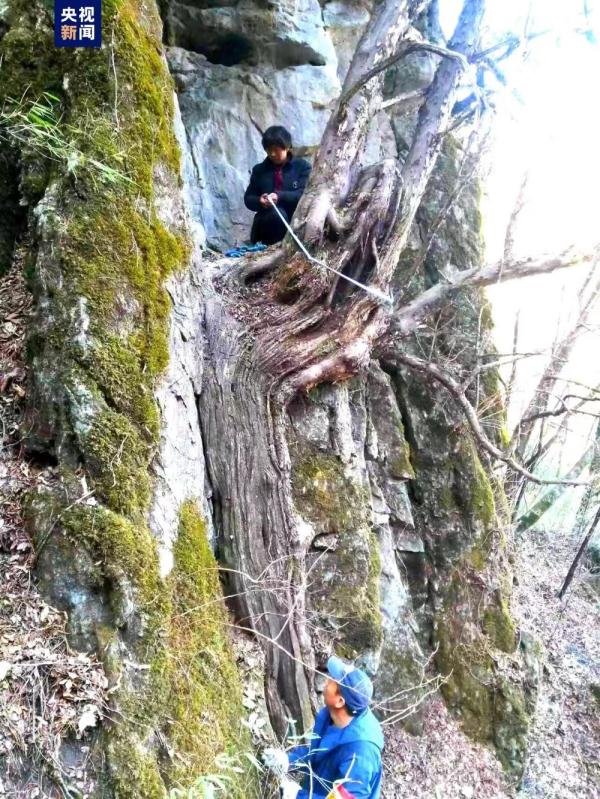 陕西镇巴天坑发现1500余株野生红豆杉