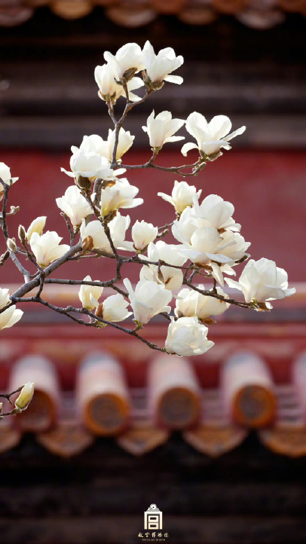 壁纸上新！故宫的春天有多美