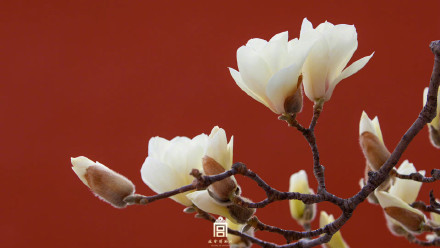 壁纸上新！故宫的春天有多美