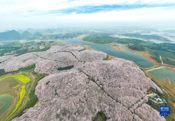 贵州:万亩樱花 春日绽放 贵州:万亩樱花 春日绽放