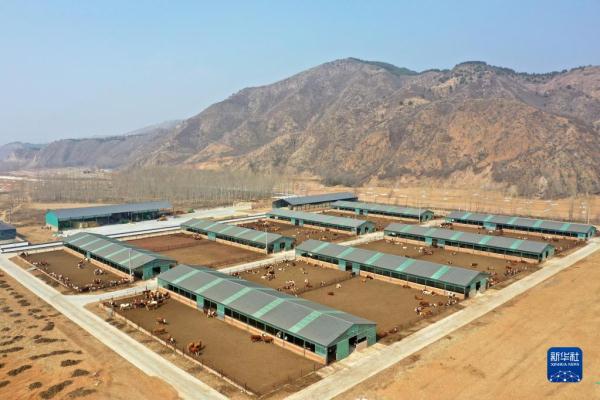 河北隆化:肉牛产业助农增收 河北隆化:肉牛产业助农增收
