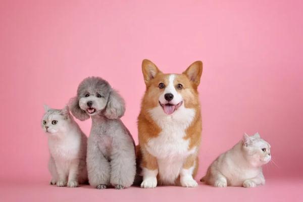 猫狗动物抓咬伤 处理伤口别大意