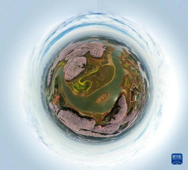 贵州:万亩樱花 春日绽放 贵州:万亩樱花 春日绽放