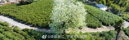 茶山上那棵孤独的梨树，快要“走红”了