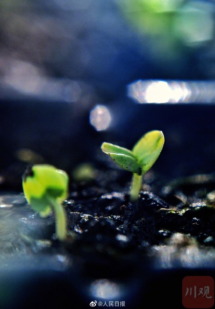 4000粒去过太空的芙蓉种子发芽了 4000粒去过太空的芙蓉种子发芽了