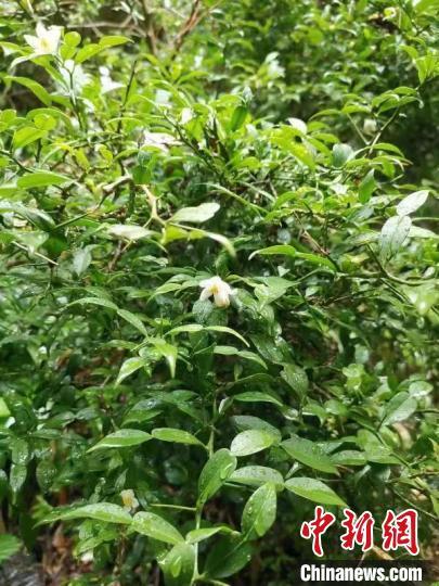 全球最古老柑橘物种之一宜昌橙现身重庆阴条岭