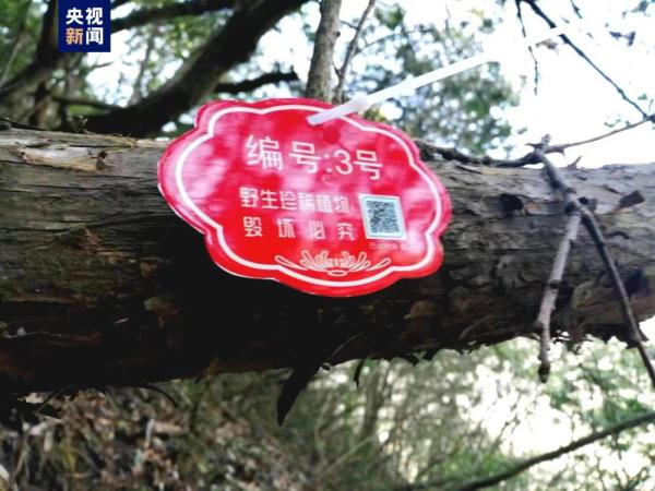 陕西镇巴天坑发现1500余株野生红豆杉