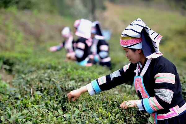 贵州望谟：春分时节采茶忙